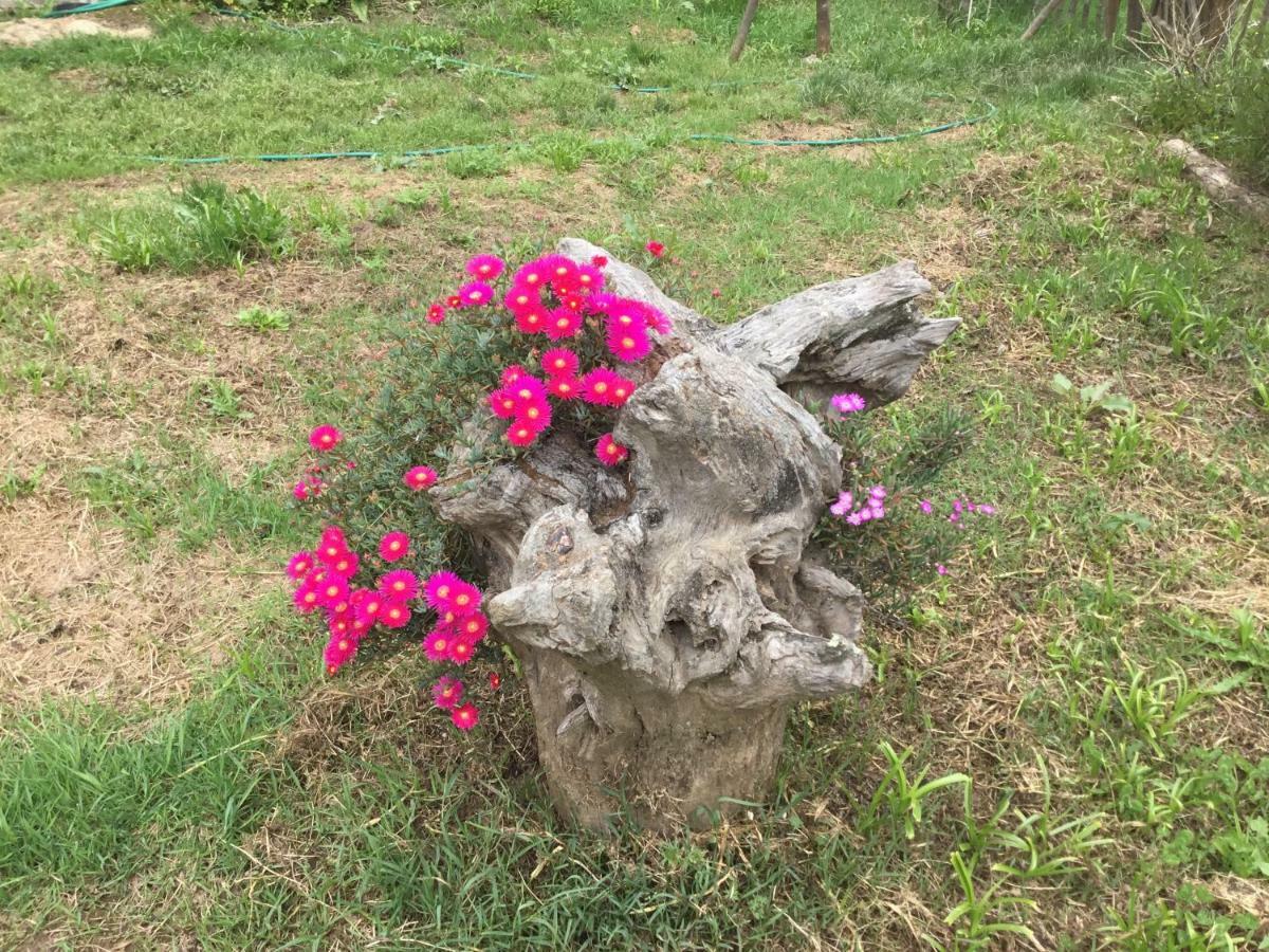 Cercal do Alentejo Quinta Boavista 빌라 외부 사진